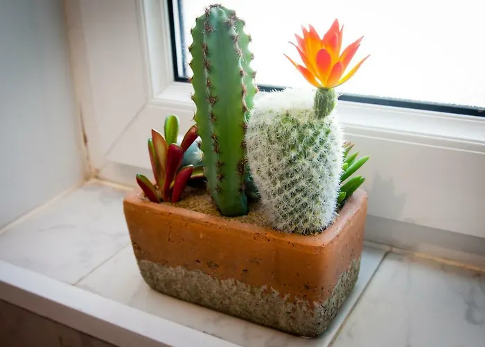 8 - 10 Pax - Centro Soria